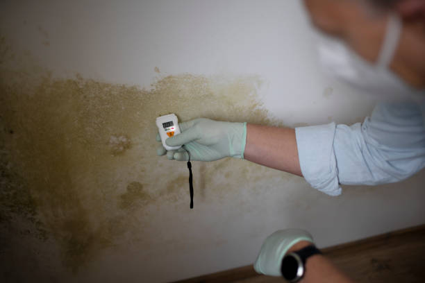 Why You Should Choose Our Mold Remediation Services in Shortsville, NY